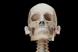 create 3d medical animation 3d skeletal animation skeletal system animation