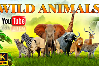 do wildlife animal fighting videos for youtube channel