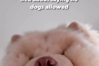 create ugc for pet products with my big dog