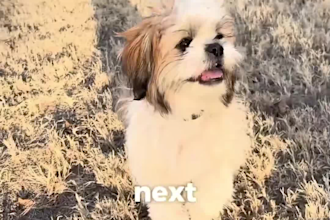 create dog ugc videos for your pet product or service brand