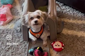 create authentic and engaging ugc content with my dog, remi