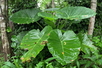 record original real rainforest rain videos for easy youtube monetization