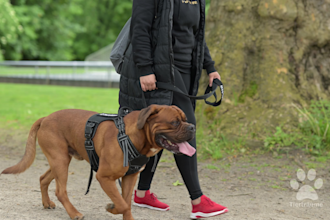 dog model for pet product photos and videos