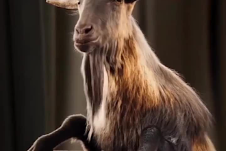 integrate realistic 3d animal models, 3d animal rigging, cgi animal animation