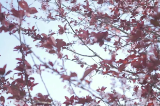 create high quality videography full HD