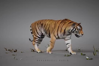 create 3d animal animation, realistic 3d character design, xgen fur, rigging