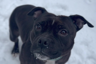 create engaging dog product ugc video for tiktok ads