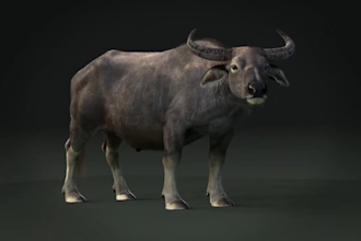 render realistic 3d animal model, animal animation, 3d character design and rig