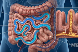 ai medical animation, ai anatomy animation, medical animation, explainer video