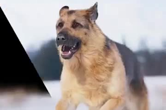 do realistic 3d animal animation, cgi animal model, rig, hair vfx, wolf for film