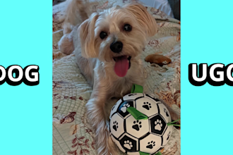 create dog ugc videos for your pet brand
