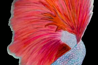 draw pencil colour sketch or face sketch from hand