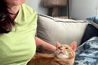 make creative and engaging pet ugc content with my cats