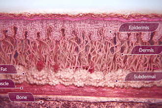 do 3d medical skincare animation dermatology skin anatomy cosmetic product video