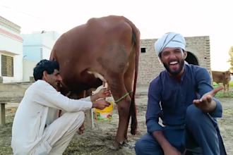 wish funny happy birthday video or happy birthday video