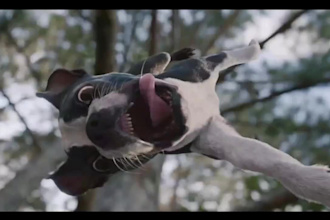 do realistic 3d animal animation, cgi animal model and rig, texture, fur, groom