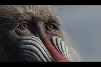 create realistic 3d animal animation cgi animal model, animal animation for film