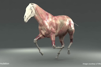 do realistic 3d animal animation, 3d animal model with fur, rigging, 3d creature