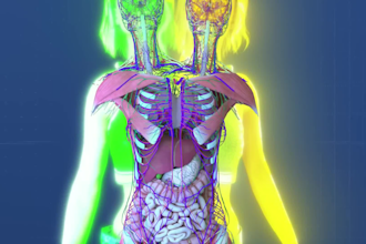 create 3d medical animation for human body anatomy for surgery and educational
