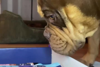 create dog ugc for you