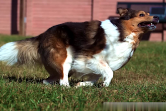 do realistic 3d animal animation 3d animal model 3d animal rig fur film and game