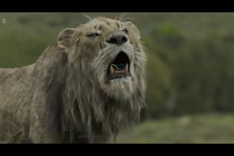 do cgi 3d character design, 3d animal animation, 3d animal model, 3d animation
