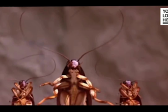 customize pest control video for your business