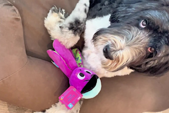 create ugc videos for your brand featuring my dog