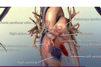 create cinematic 3d cardiac cycle animation, 3d cardiology heart valve animation