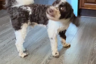 create scroll stopping dog ugc video ads for your pet brand