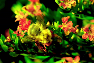provide meditation, relaxing, nature, sleep music video for your youtube