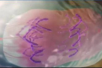 create 3d medical explainer animation for cellular and human organ anatomy