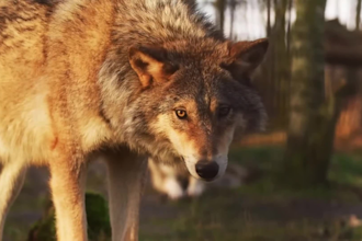 create realistic 3d animal animation, 3d xgen zbrush model, 3d model