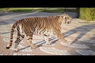 cgi3d animal animation, 3d animal model, fully rigged animal character, xgen fur