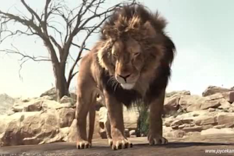 do realistic cgi 3d animal animation, animal model and rig, texture, fur hair