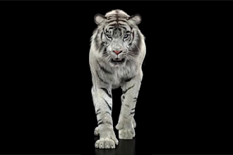 do cgi 3d animal animation, 3d creature, 3d animation, cgi, vfx