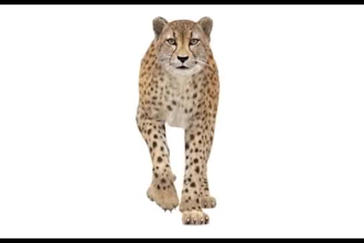 do 3d animal animation, 3d cgi animal animation, 3d animal design, 3d character