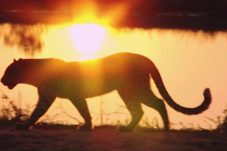 edit your animal video for you in premiere pro
