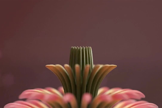 create realistic 3d flower blooming animation, 3d flower petal, 3d flower render