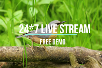 24 7 hours non stop live streaming video websites youtube