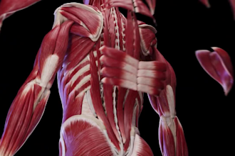 do 3d medical animation of muscular system for patient education and healthcare