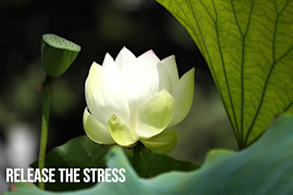 create relaxing nature background videos for meditation, yoga and sleep