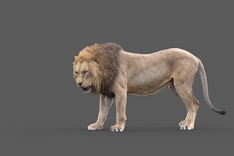 create photorealistic 3d animal animation,  3d animal  model, 3d animal rigging