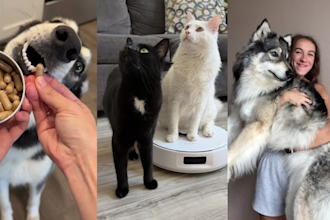 create ugc content with dog or cat for tiktok ads amazon reels