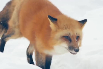 do realistic 3d animal animation, animal rigging,  character model, vfx, cgi fur