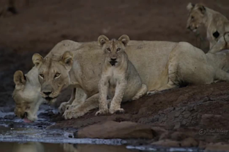 create a copyright free wild animal documentary video for youtube