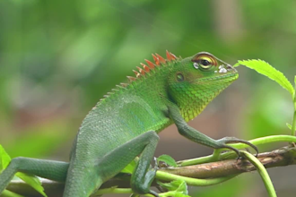 create original copyright free animal videos