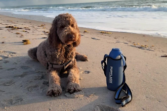 create ugc pet video ads for your product or service