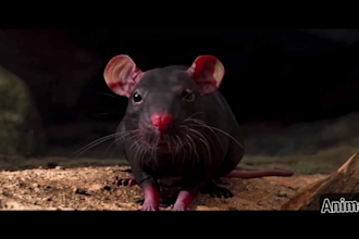 make realistic 3d animal models, rigging and animation for game film project
