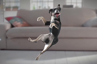 do cgi animal animation 3d animal model vfx animation animal model for film game